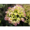 Hortenzie velkolistá Hovaria® 'Sweet Fantasy'  Hydrangea macrophylla Hovaria® 'Sweet Fantasy'