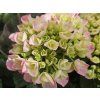 Hortenzie velkolistá Hovaria® 'Sweet Fantasy'  Hydrangea macrophylla Hovaria® 'Sweet Fantasy'