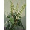 Hortenzie dubolistá Hovaria® 'Quercifolia'  Hydrangea Hovaria® 'Quercifolia'