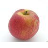 Jabloň 'Red Boskoop' - kontejner  Malus domestica 'Red Boskoop'