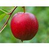 Jabloň 'Summerred' - kontejner  Malus domestica 'Summerred'