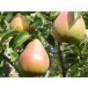 Hrušeň 'Doyenné du Comice/Komisowka'- kontejner  Pyrus communis 'Doyenné du Comice/Komisowka'