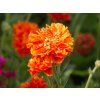 Geum Tempo Orange 'Pumpkin Orange' (2)