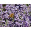 136622 2 lavandula angustifolia melissa 2