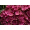 Hydrangea macrophylla Island Pink (2)