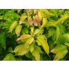 Cornus mas aurea