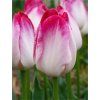 Tulipán 'Supri Erotic'  Tulipa 'Supri Erotic'