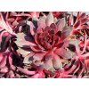 Netřesk 'Pink Pomelo' - Sempervivum 'Pink Pomelo'  Sempervivum 'Pink Pomelo'