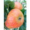 Jabloň 'Zapovězené' - kontejner  Malus domestica 'Zapovězené'