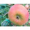 Jabloň 'Zapovězené' - kontejner  Malus domestica 'Zapovězené'