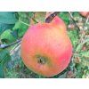 Jabloň 'Zapovězené' - kontejner  Malus domestica 'Zapovězené'