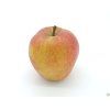Jabloň 'Bláhovo Oranžové' - kontejner  Malus domestica 'Bláhovo Oranžové'