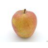 Jabloň 'Bláhovo Oranžové' - kontejner  Malus domestica 'Bláhovo Oranžové'