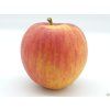 Jabloň 'Muškátová Reneta' - kontejner  Malus domestica 'Muškátová Reneta'