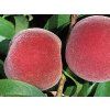 Broskvoň 'Springtime' - kontejner  Prunus persica 'Springtime'