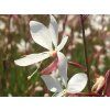 Svíčkovec lindheimeri 'Ellura' - Gaura lindheimeri 'Ellura'  Gaura lindheimeri 'Gaudi White'