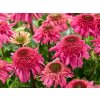 Třapatka 'Delicious Strawberry' - Echinacea 'Delicious Strawberry'  Echinacea 'Delicious Strawberry'