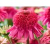 Třapatka 'Delicious Strawberry' - Echinacea 'Delicious Strawberry'  Echinacea 'Delicious Strawberry'