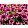 Třapatka 'Meditation Purple' - Echinacea 'Meditation Purple'  Echinacea 'Meditation Purple'