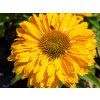 Třapatka 'SunSeekers Golden Sun'- Echinacea 'SunSeekers Golden Sun'  Echinacea 'SunSeekers Golden Sun'
