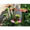 Třapatka 'Sunseekers Salmon' - Echinacea 'Sunseekers Salmon'  Echinacea 'Sunseekers Salmon'