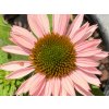 Třapatka 'Sunseekers Salmon' - Echinacea 'Sunseekers Salmon'  Echinacea 'Sunseekers Salmon'