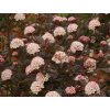 Tavola kalinolistá 'André'  Physocarpus opulifolius 'André'