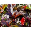 Tavola kalinolistá 'André'  Physocarpus opulifolius 'André'