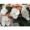 Hortenzie pilovitá 'Choco White' PBR  Hydrangea serrata 'Choco White' PBR