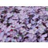 Acéna růžová 'Purpurea' - Acaena inermis 'Purpurea'  Acaena inermis 'Purpurea'