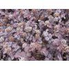 Acéna růžová 'Purpurea' - Acaena inermis 'Purpurea'  Acaena inermis 'Purpurea'