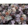 Acéna růžová 'Purpurea' - Acaena inermis 'Purpurea'  Acaena inermis 'Purpurea'