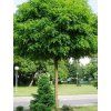 umbraculifera2