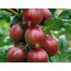 Angrešt 'Hinnonmaki Red'  Ribes uva crispa 'Hinnonmaki Red'