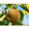 Asijská hrušeň 'Kosui'  Pyrus pyrifolia 'Kosui'