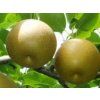 Asijská hrušeň 'Kumoi'  Pyrus pyrifolia 'Kumoi'