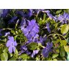 Barvínek menší 'La Grave' - Vinca minor 'La Grave'  Vinca minor 'La Grave'