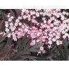 Bez černý 'Black Lace'  Sambucus nigra 'Black Lace'