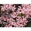 Bez černý 'Black Lace'  Sambucus nigra 'Black Lace'