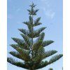 excelsa