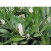 Prunus laurocerasus Caucasica 781787 1