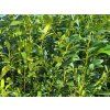 Bobkovišeň lékařská 'Caucasica'  Prunus laurocerasus 'Caucasica'