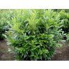 Bobkovišeň lékařská 'Caucasica'  Prunus laurocerasus 'Caucasica'
