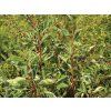 Bobkovišeň portugalská 'Variegata'  Prunus lusitanica 'Variegata'