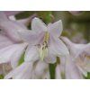 Hosta August Moon Detail