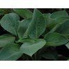 36180 1 36180 1 36180 1 36180 bohyska big daddy hosta big daddy