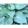 Bohyška 'Blue Angel' - Hosta 'Blue Angel'  Hosta 'Blue Angel'