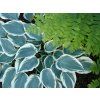 Bohyška 'El Nino' - Hosta 'El Nino'  Hosta 'El Nino'