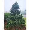 Pinus uncinata3