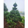 Pinus uncinata4